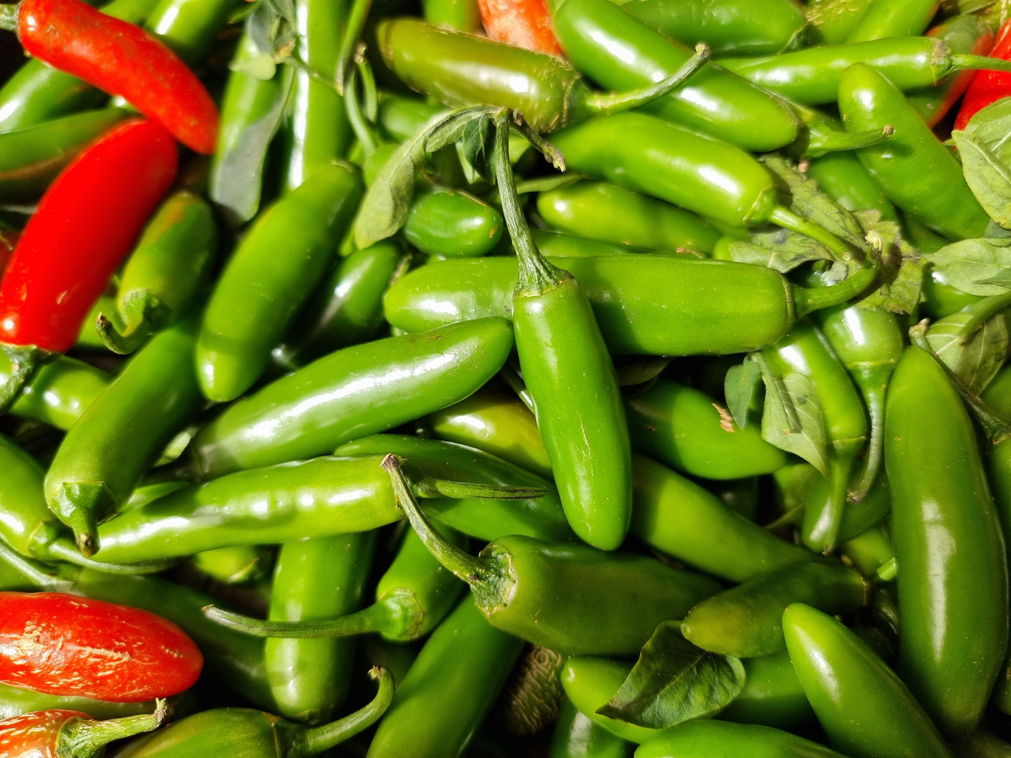 Tomato and Chilli Chutney