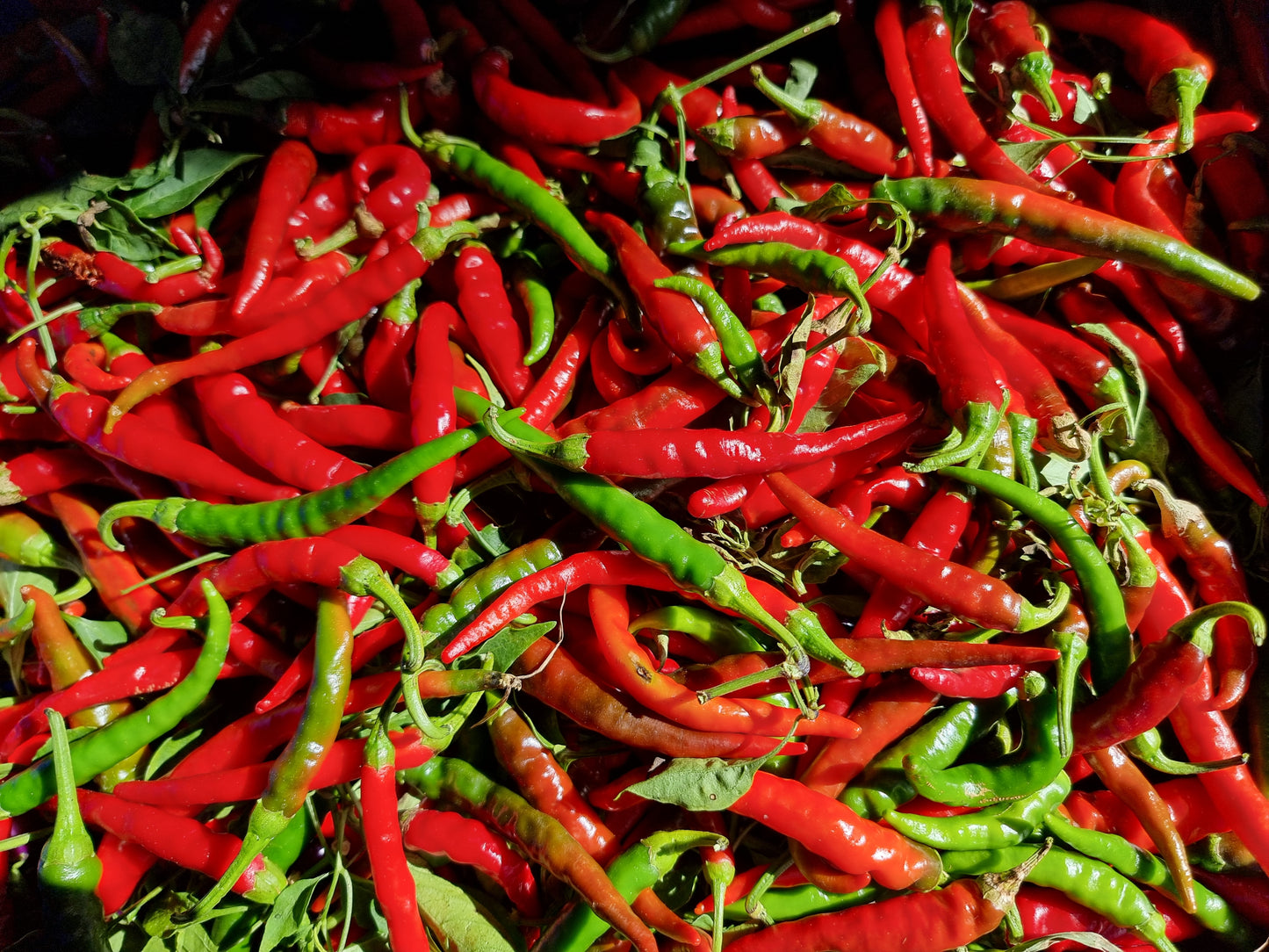 Dried Cayenne Chilli