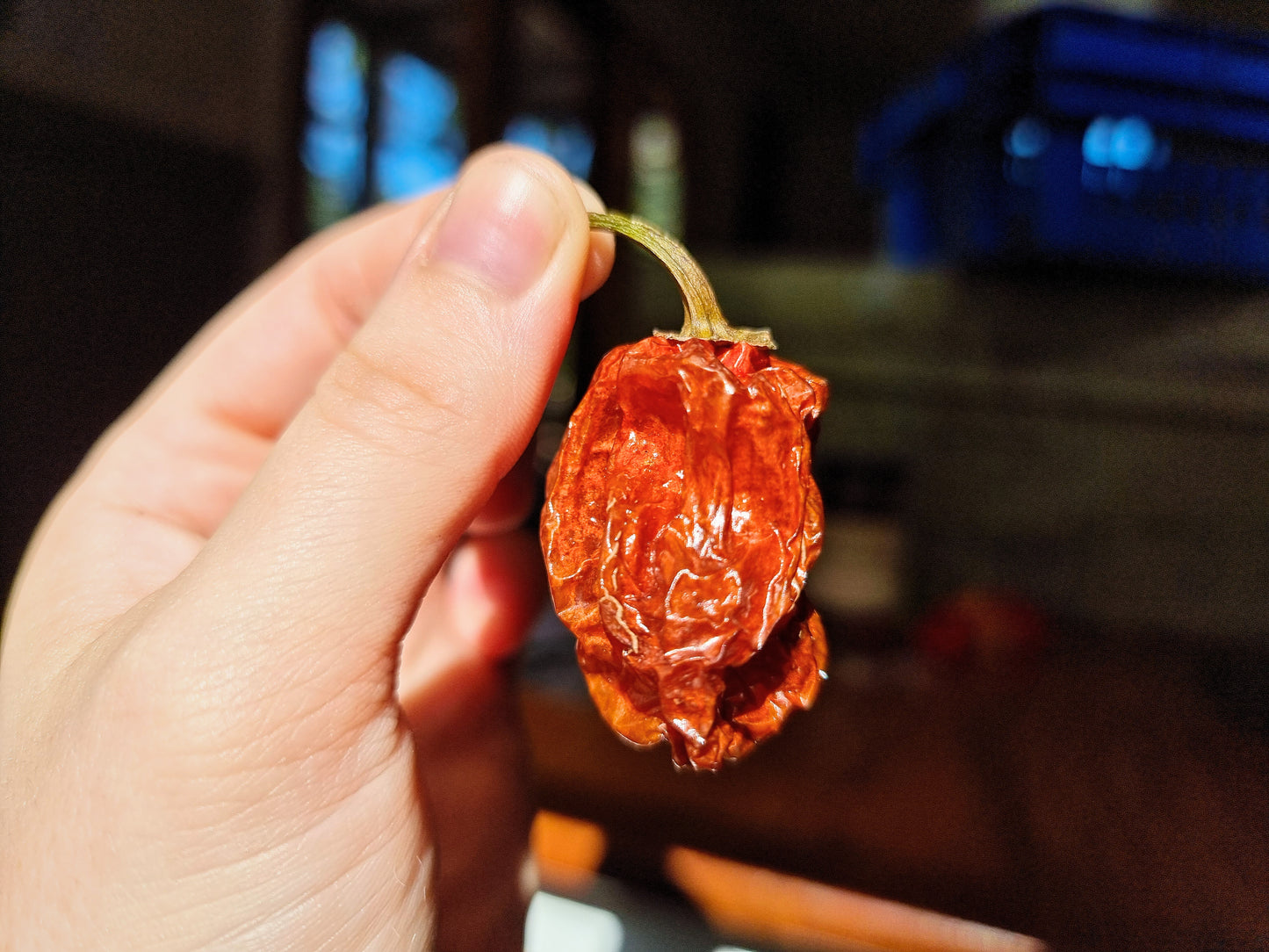 Dried Habaneros