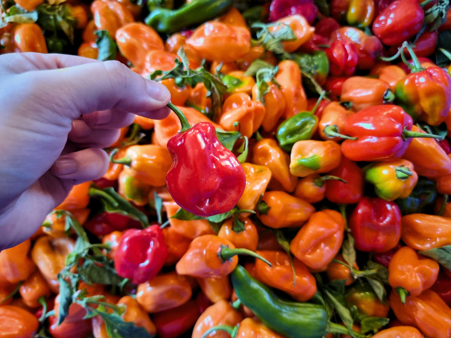 Dried Habaneros